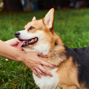 撫でられている老犬
