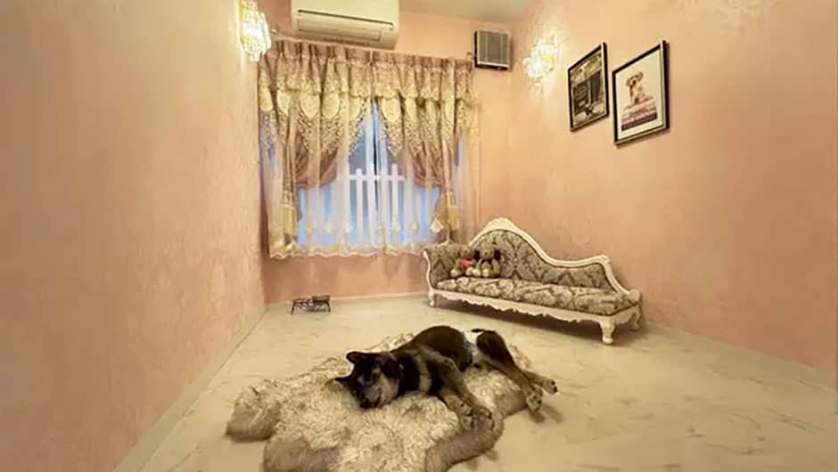 シニアDOGハイム_ワンちゃんのお部屋