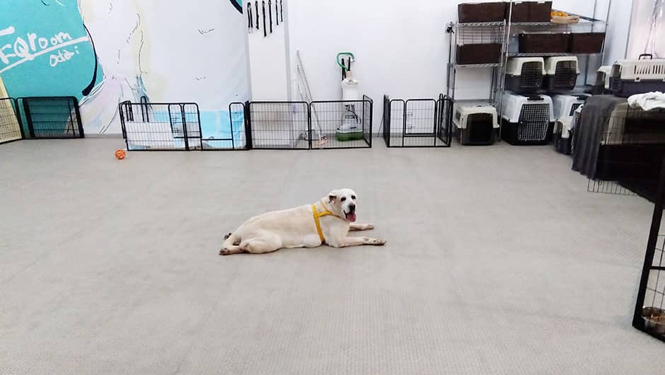 シニアDOGハイム_屋内ドッグラン