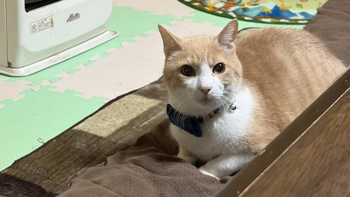 飼い主さんも安心 Catホッと_猫ちゃんの様子