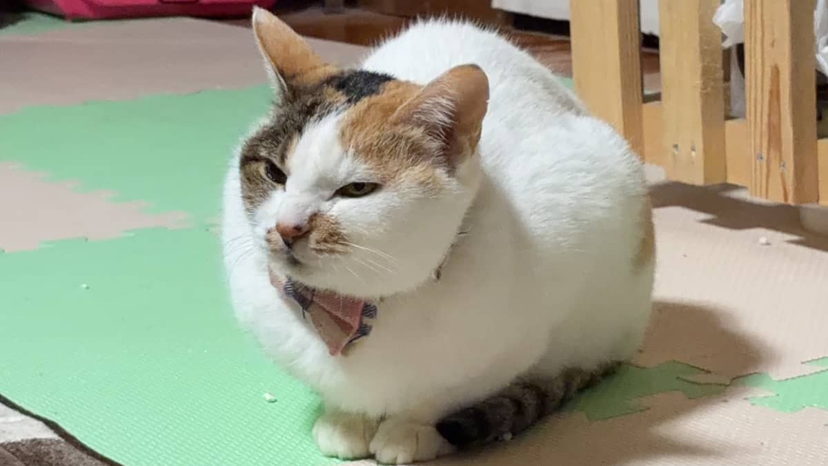 飼い主さんも安心 Catホッと_猫ちゃんの様子
