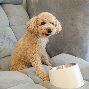 食事をする老犬