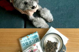老犬と防災グッズ