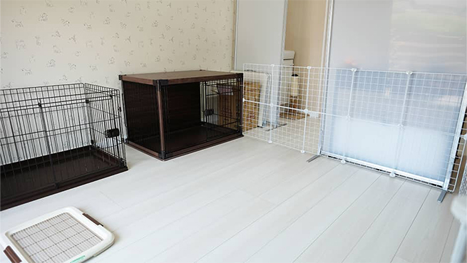 施設訪問記 保護猫カフェ＆老犬老猫ホーム Kaipooh_ワンちゃんのお部屋
