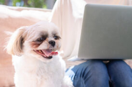 老犬のオンライン診療