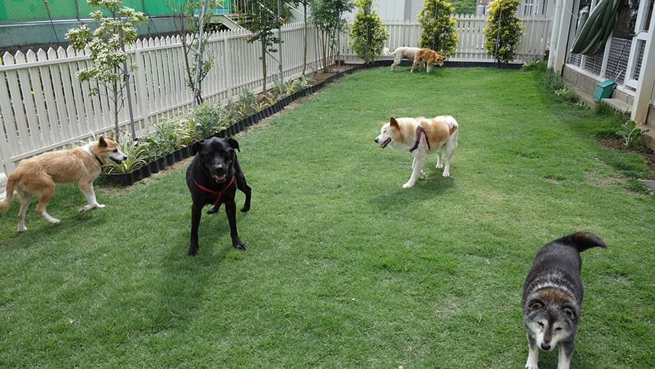 老犬＆老猫ホームひまわり_ドッグラン