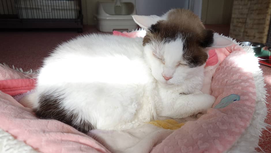 老犬＆老猫ホームひまわり_お預かり猫の様子