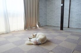 最期まで一緒に！くっきぃホーム_ワンちゃんのお部屋