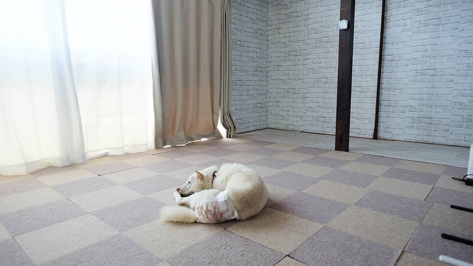 最期まで一緒に！くっきぃホーム_ワンちゃんのお部屋