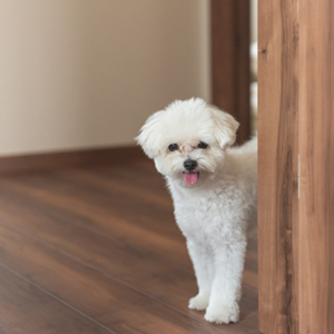 家で過ごす老犬