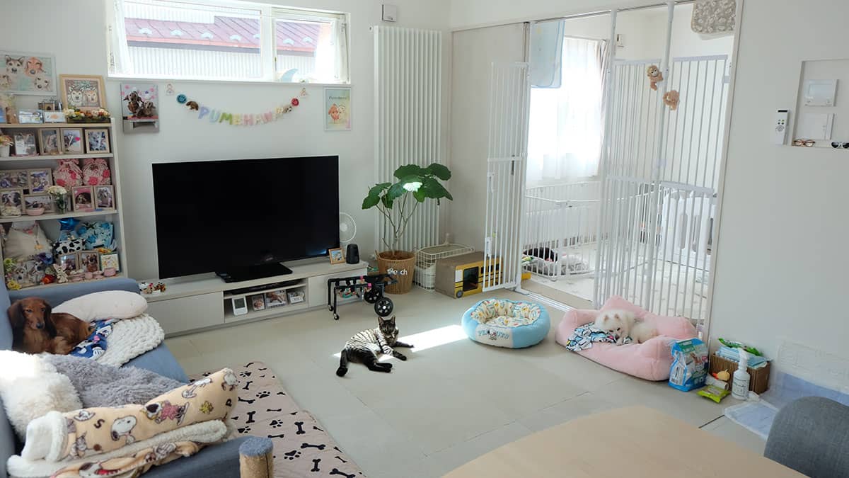 老犬介護ホームPumehana_施設内観
