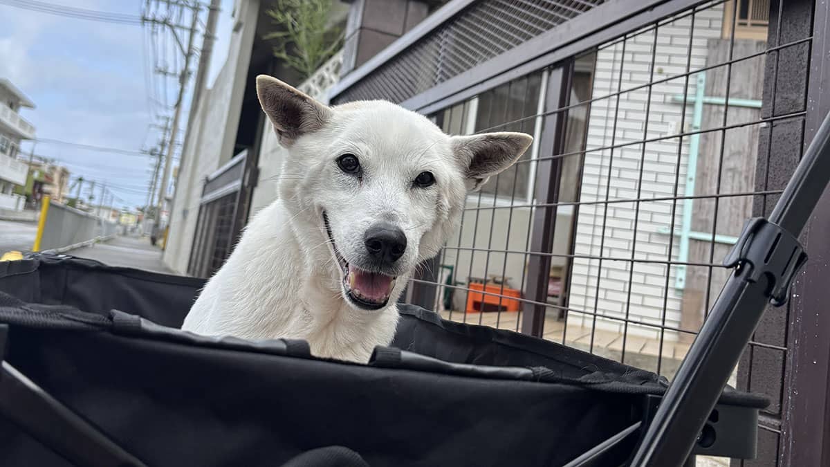 老犬ホームREGALO_介護風景(お散歩・日向ぼっこ)