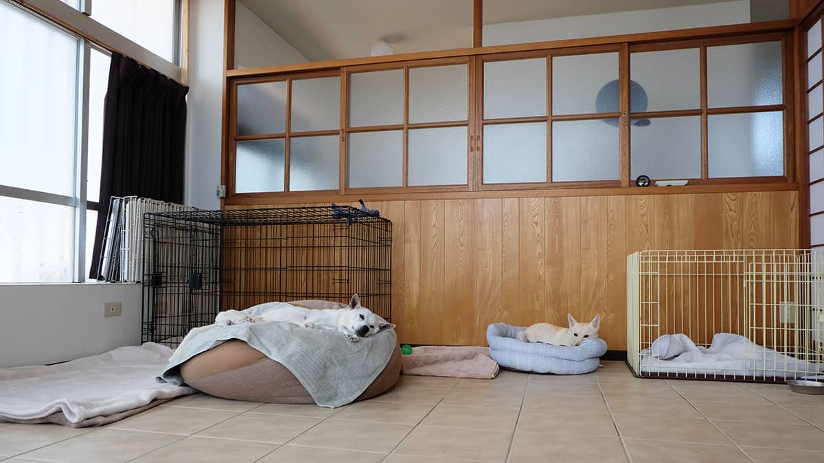 老犬ホームREGALO_ワンちゃんのお部屋