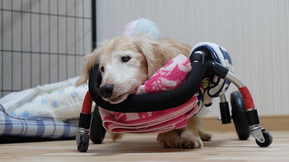 老犬介護ホームてるハウス_介護風景