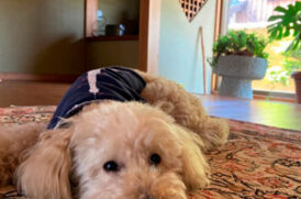 部屋に寝そべる老犬