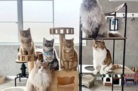 MC Kofu_猫カフェの様子