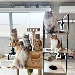 MC Kofu_猫カフェの様子