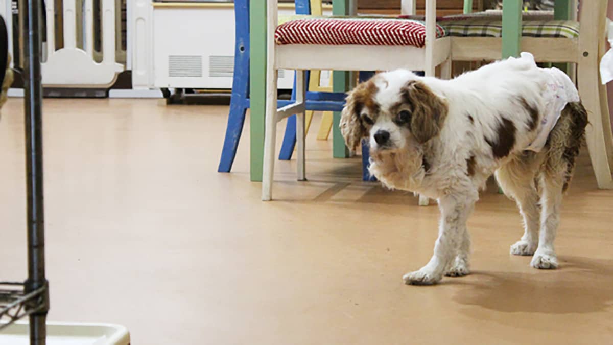 わんダーらん(介護風景)