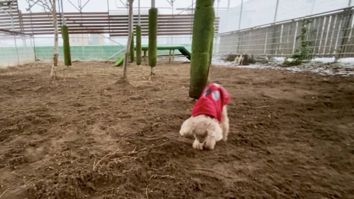 わんダーらん(ドッグラン)