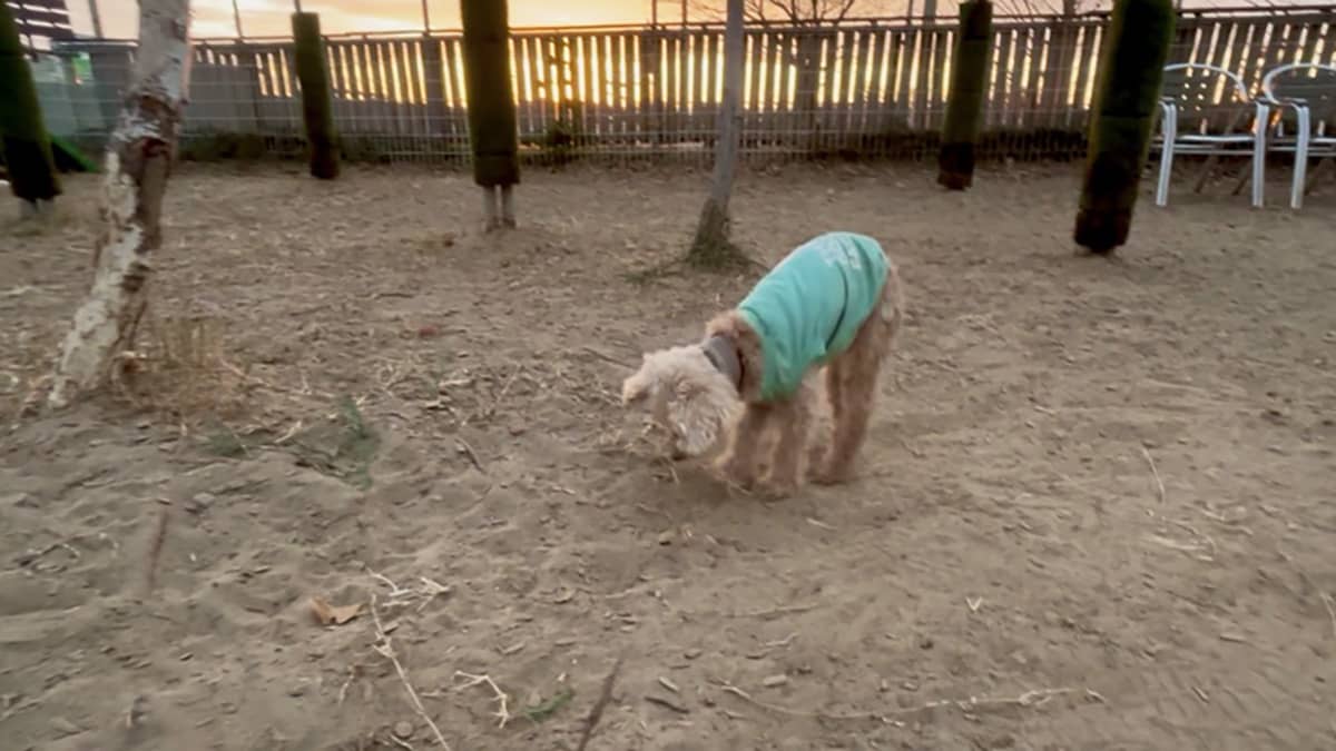 わんダーらん(ドッグラン)