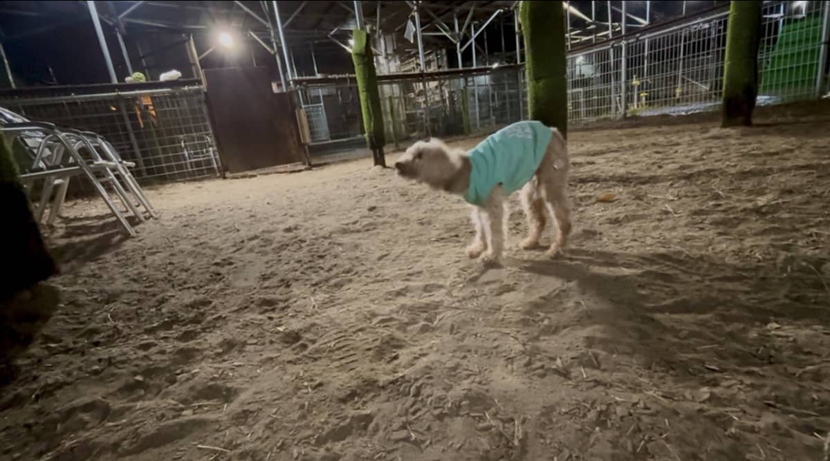 わんダーらん(ドッグラン)