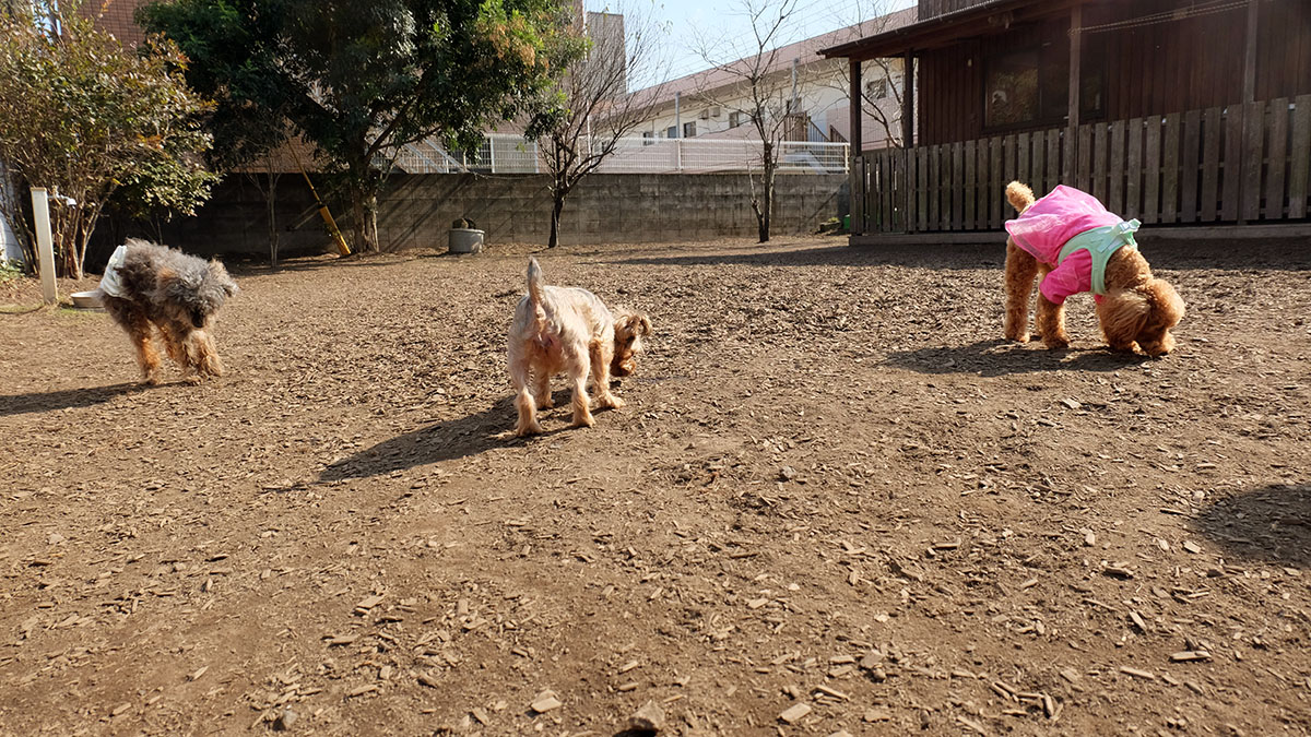 ベリーのおうち OYADO～おやど～_ドッグラン