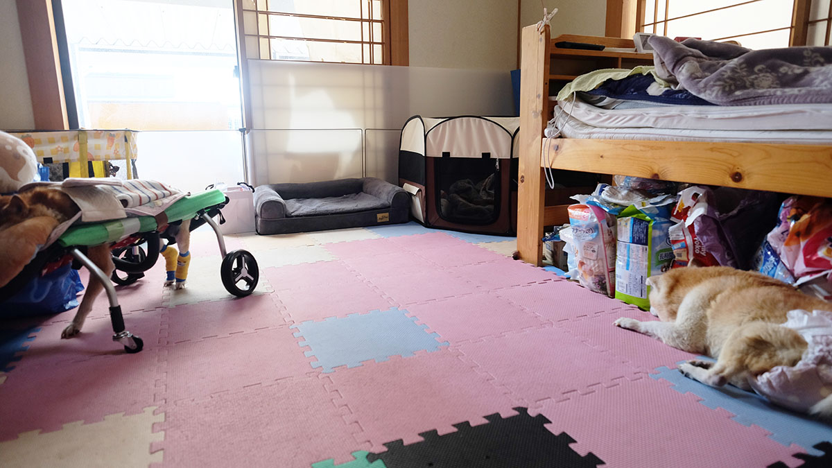 ベリーのおうち OYADO～おやど～_和hんちゃんのお部屋