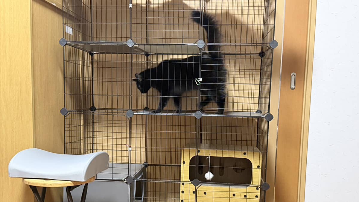 ベリーのおうち OYADO～おやど～_猫ちゃんのお部屋