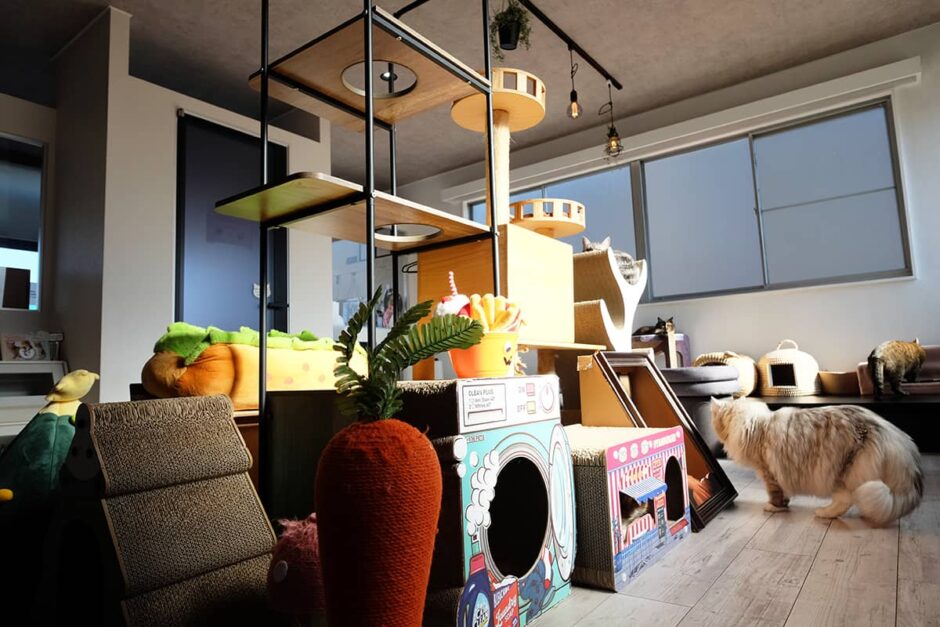 MC Kofu_猫カフェの様子