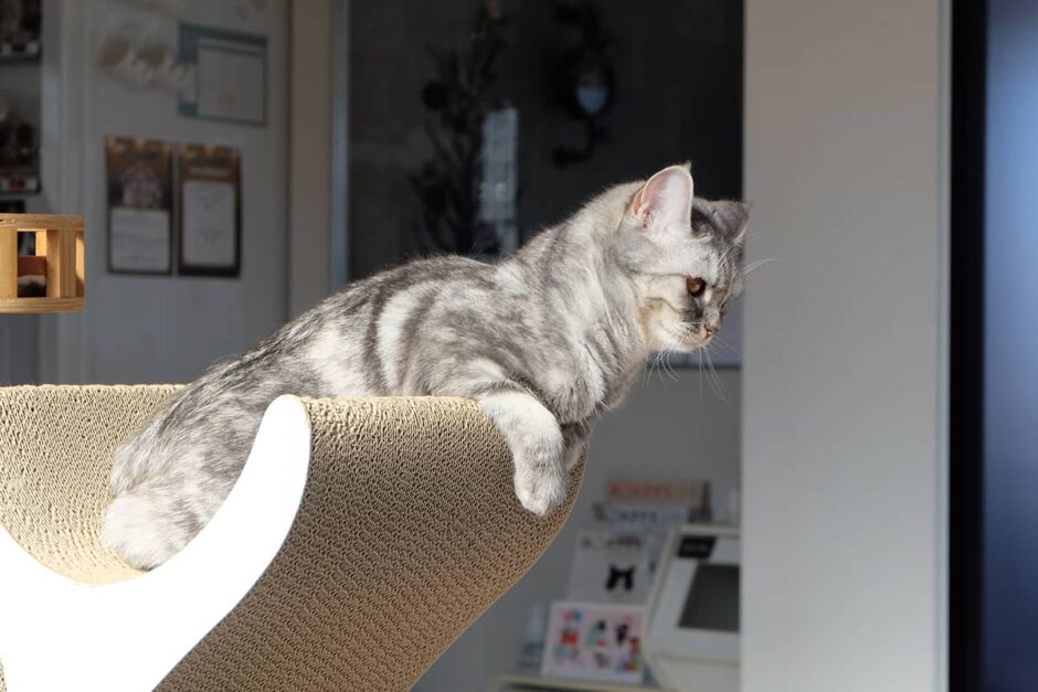 MC Kofu_猫カフェの様子