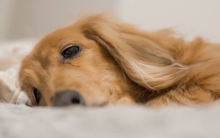 寝たきり犬受入可能施設