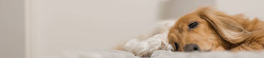 寝たきり犬受入可能施設