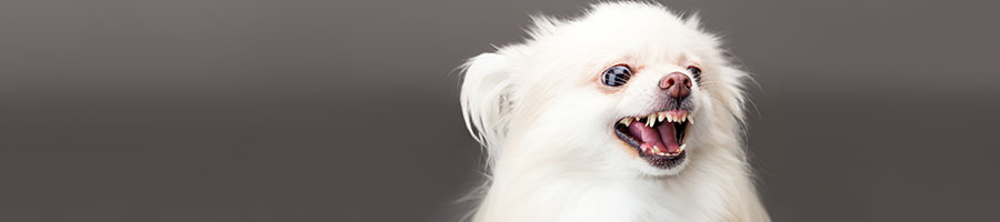 夜鳴きのある愛犬の受入可能施設