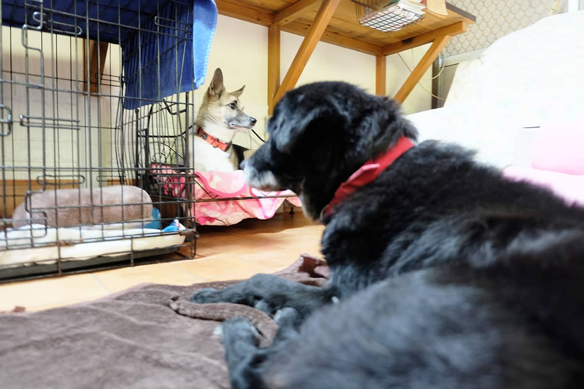 Jusmin Pet Service_ワンちゃんの様子