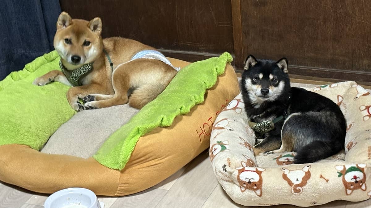 老犬ホーム暖家_お預かりの様子