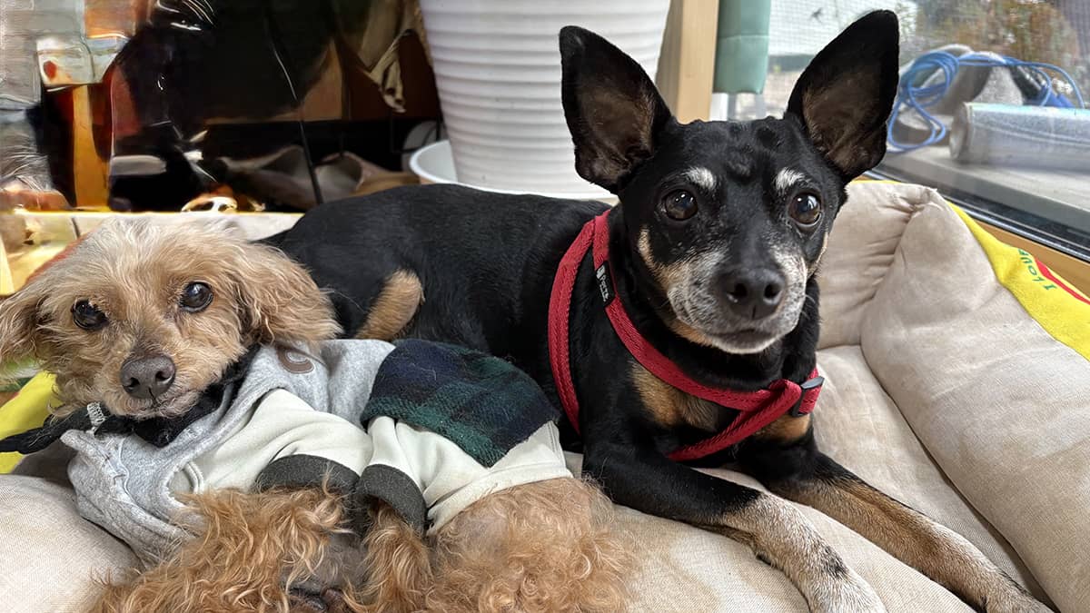 老犬ホーム暖家_お預かりの様子