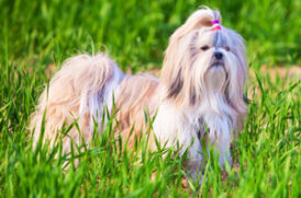 草むらにいる老犬