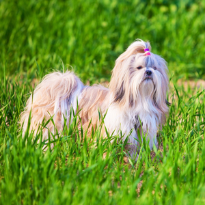 草むらにいる老犬