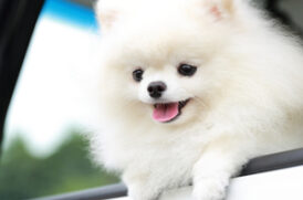 車に乗る老犬