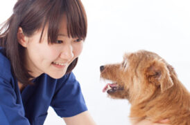 獣医師と老犬