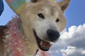 老犬ケアコラム「この子を残して、入院できない」柴犬の画像