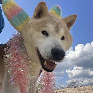 老犬ケアコラム「この子を残して、入院できない」柴犬の画像