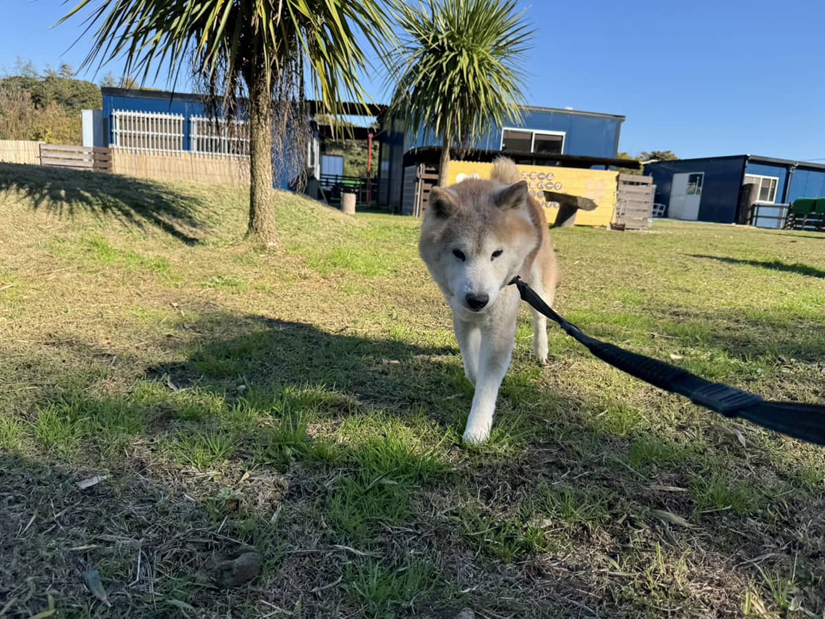 老犬ケアコラム「この子を残して、入院できない」柴犬の画像
