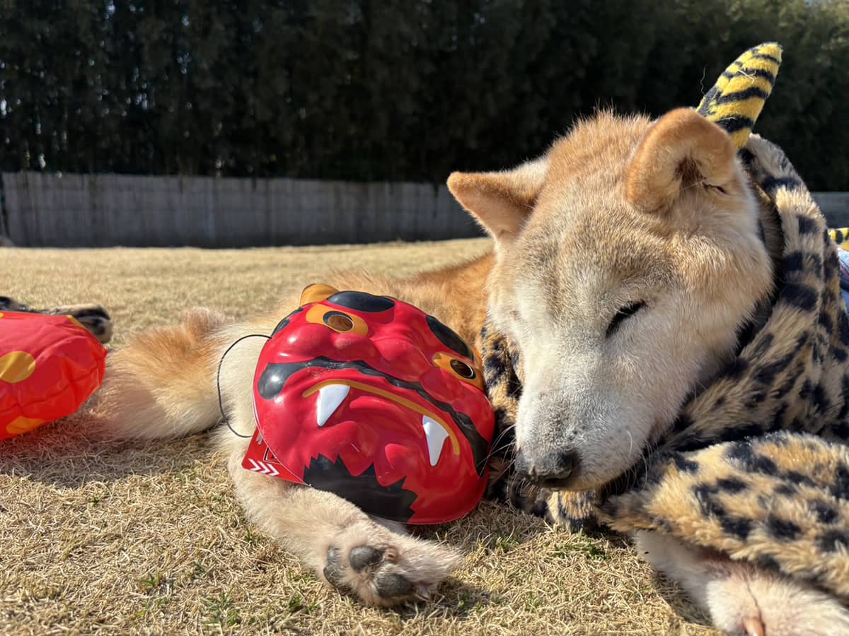 老犬ケアコラム「この子を残して、入院できない」柴犬の画像