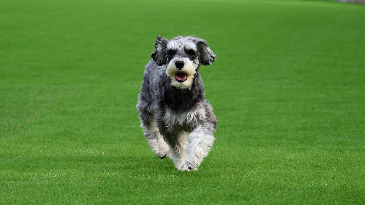 老犬ホームnorn(ノルン)_ドッグラン