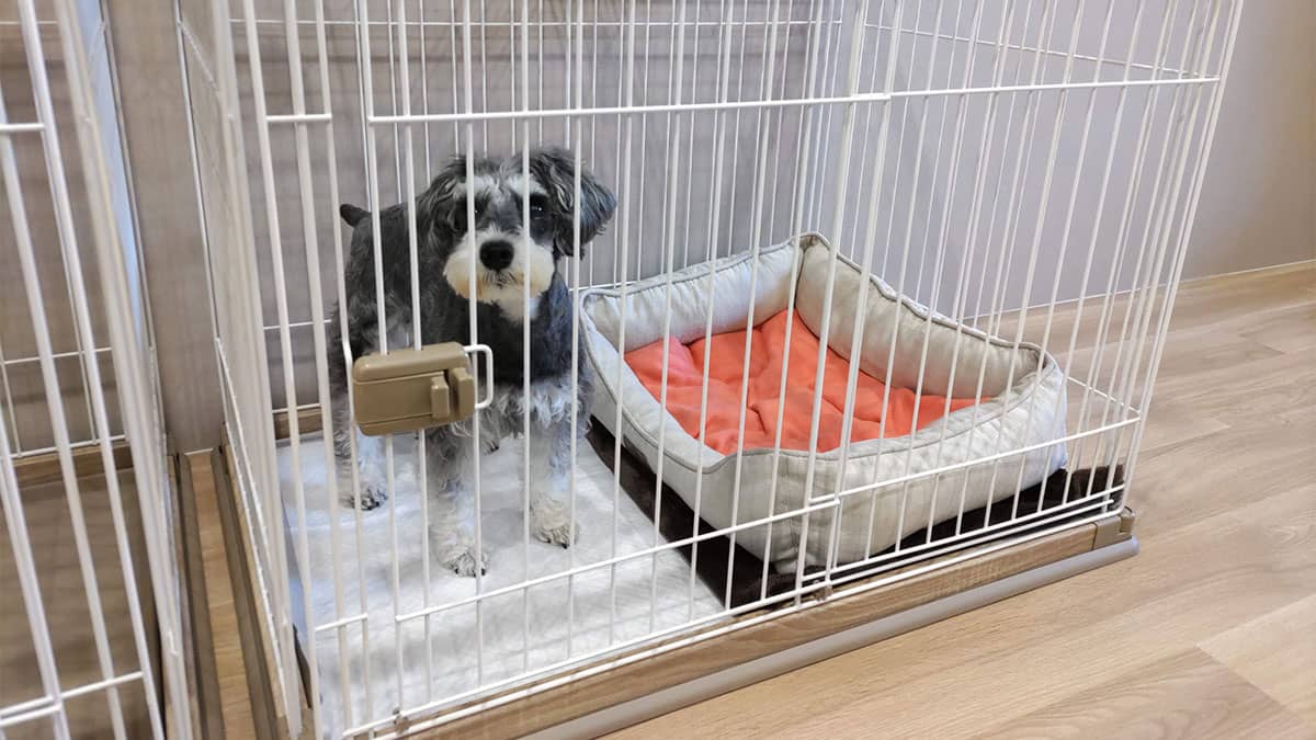 老犬ホームnorn_ワンちゃんのお部屋