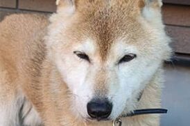 愛犬の柴犬