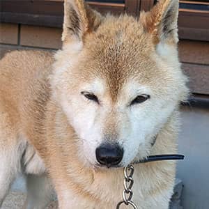 愛犬の柴犬