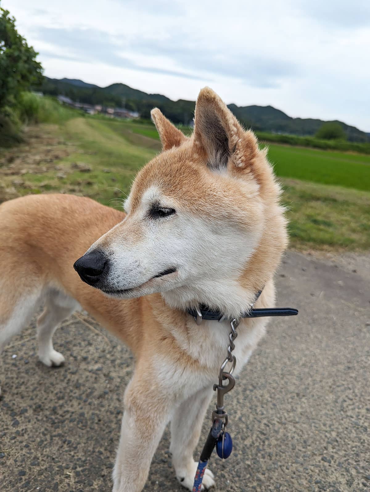 愛犬の柴犬