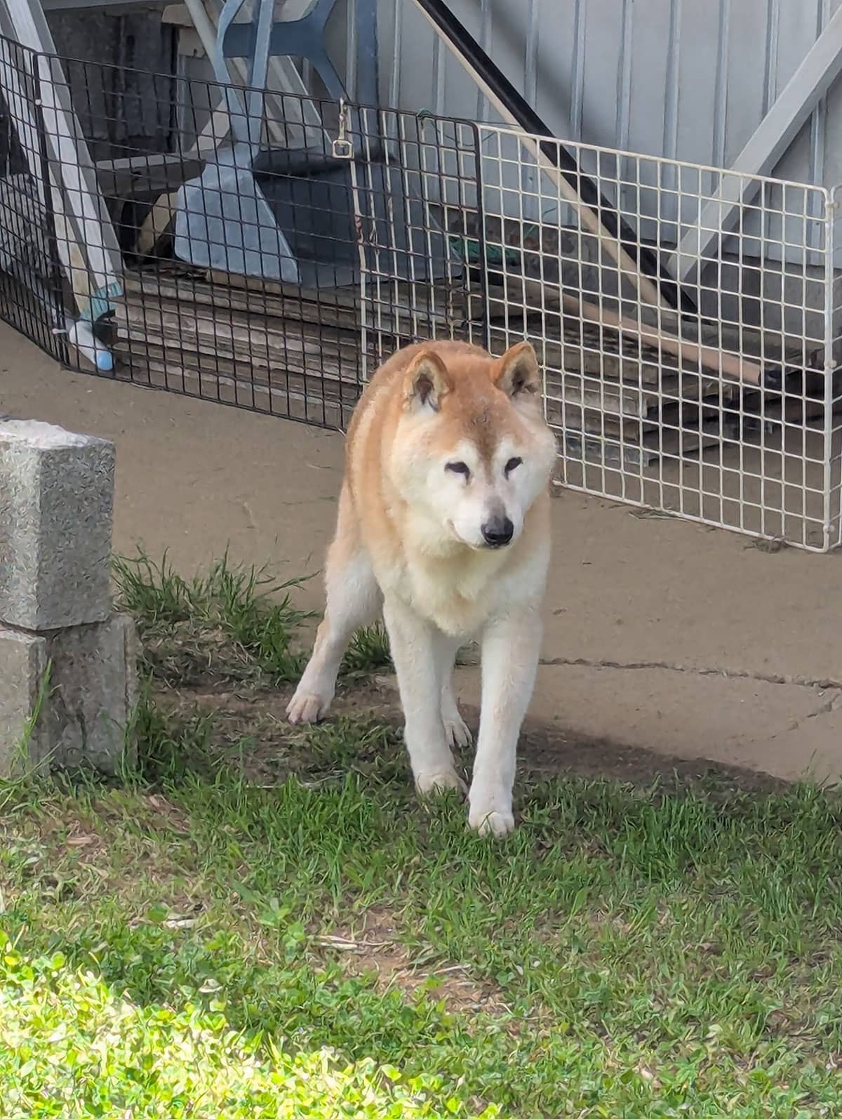 愛犬の柴犬
